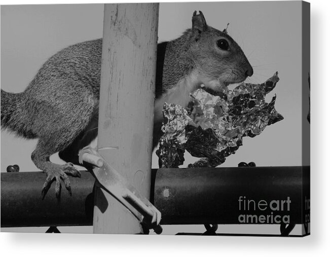 Nature Acrylic Print featuring the photograph Recycle by Marty Gayler