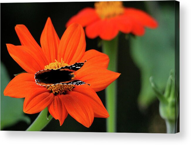 Butterfly Acrylic Print featuring the photograph Red Admiral Nectaring On Tithonia by Debbie Oppermann