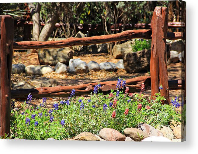 Landscape Acrylic Print featuring the photograph Red and Bluebonnets by Matalyn Gardner