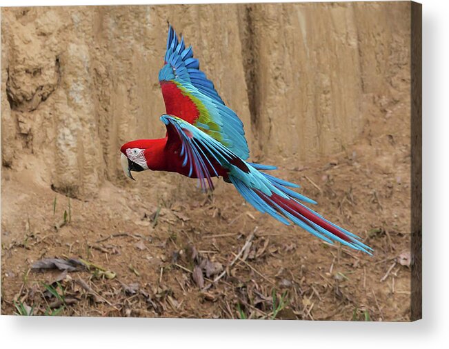 2015 Acrylic Print featuring the photograph Red-and-green Macaw by Jean-Luc Baron