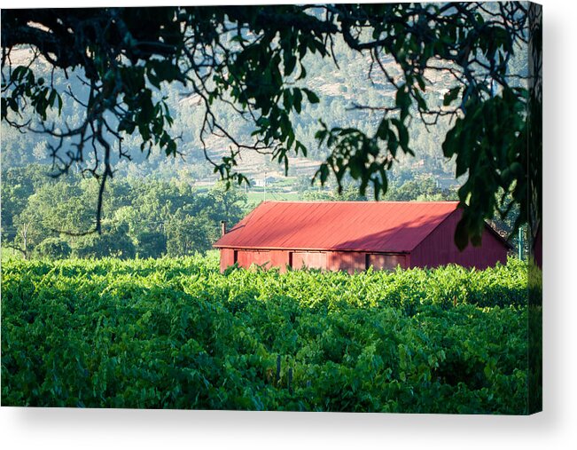 Barn Acrylic Print featuring the photograph Red Barn In Vineyard by Dina Calvarese