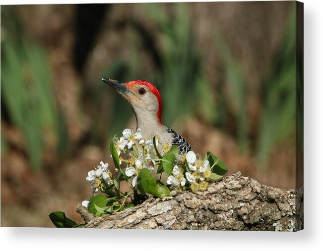 Nature Acrylic Print featuring the photograph Red-bellied Woodpecker in Spring by Sheila Brown