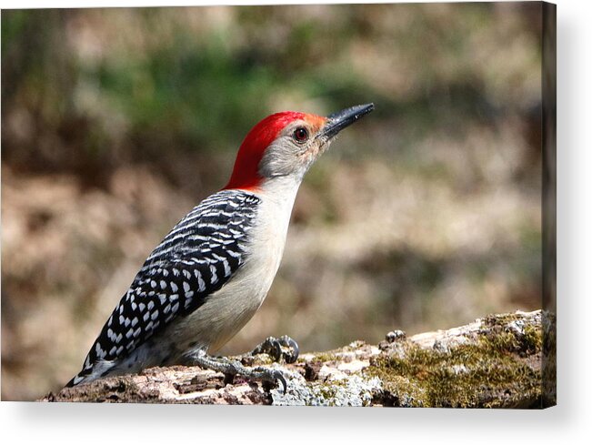 Nature Acrylic Print featuring the photograph Red-bellied Woodpecker by Sheila Brown