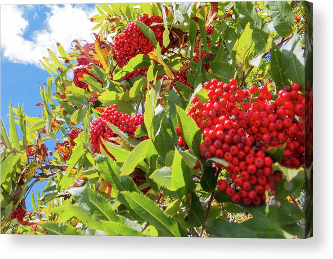 Red Acrylic Print featuring the photograph Red Berries, Blue Skies by D K Wall