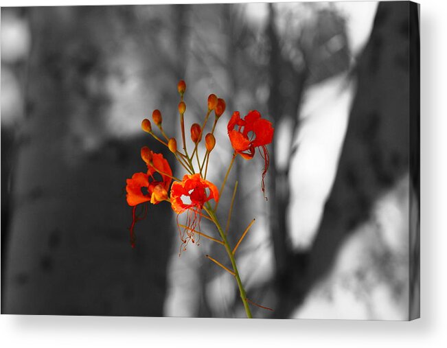 Crimson Red Acrylic Print featuring the photograph Red Bird Of Paradise by Colleen Cornelius