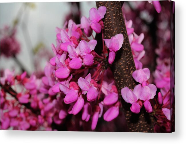 Nature Acrylic Print featuring the photograph Red Bud 2011-3 by Robert Morin