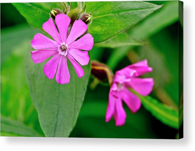 Pinky-red Acrylic Print featuring the photograph Red Campion - Fairy flower. by Elena Perelman