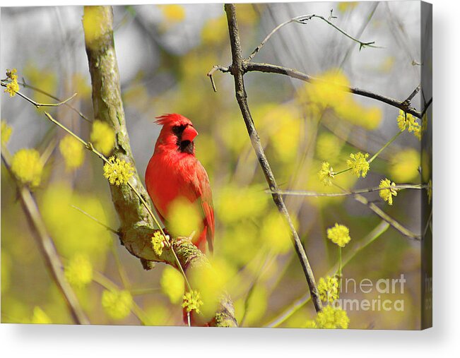 Red Cardinal Acrylic Print featuring the photograph Red Cardinal Among Spring Flowers by Charline Xia