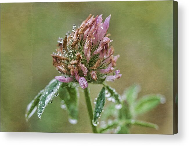 Red Clover Acrylic Print featuring the photograph Red Clover In Morning Dew by Sue Capuano