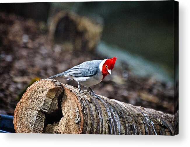 Cardinal Acrylic Print featuring the photograph Red Creasted Cardinal by Cheryl Cencich
