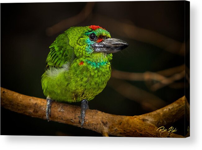 Animals Acrylic Print featuring the photograph Red-crowned Barbet by Rikk Flohr