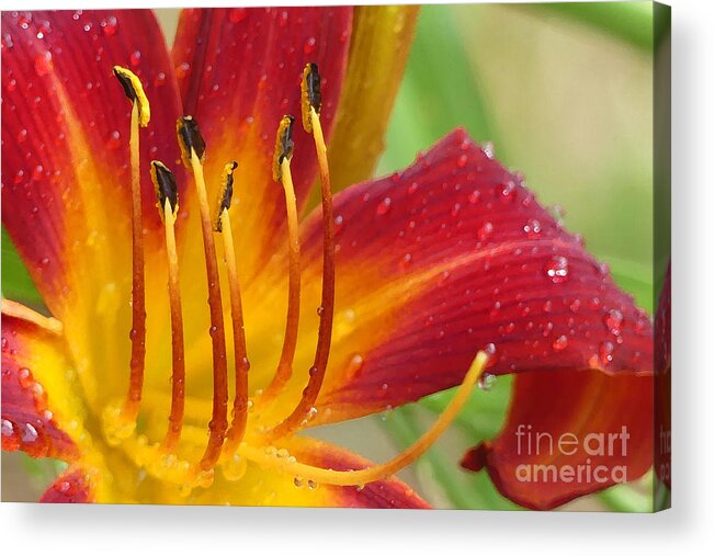 Daylily Acrylic Print featuring the photograph Red Daylily with Morning Dew by Amy Dundon
