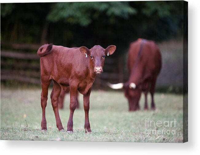 Colonial Williamsburg Acrylic Print featuring the photograph Red Devon Calf by Lara Morrison