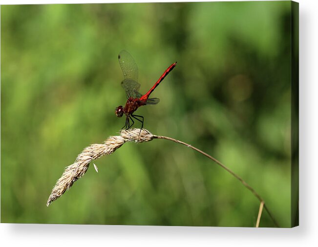 Dragon Fly Acrylic Print featuring the photograph Red Dragonfly 070818 by Mary Bedy