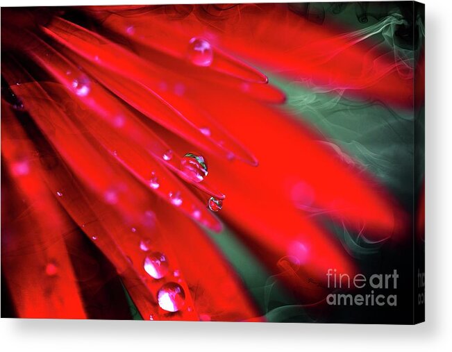 Flowers Acrylic Print featuring the photograph Red droplets by Yumi Johnson