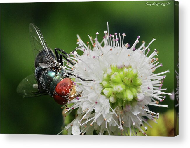 Flies Acrylic Print featuring the digital art Red eyes 999 by Kevin Chippindall