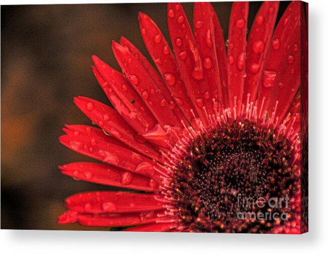 Flower Acrylic Print featuring the photograph Red Flower 2 of 2 by Jonathan Harper
