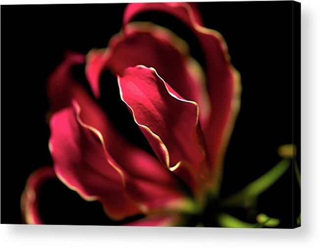 Flowers Acrylic Print featuring the photograph Red Flower 3 by Sheryl Thomas