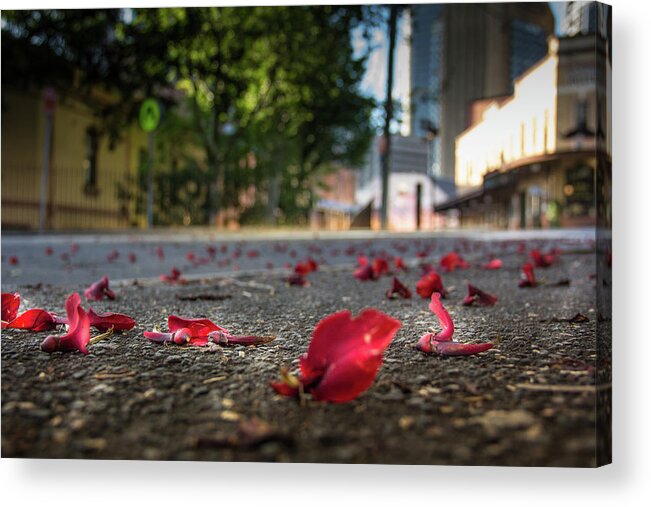Australia Acrylic Print featuring the photograph Red Flower Petals by Kenny Thomas