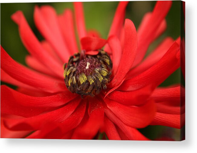 Plants Acrylic Print featuring the photograph Red Flower by PIXELS XPOSED Ralph A Ledergerber Photography