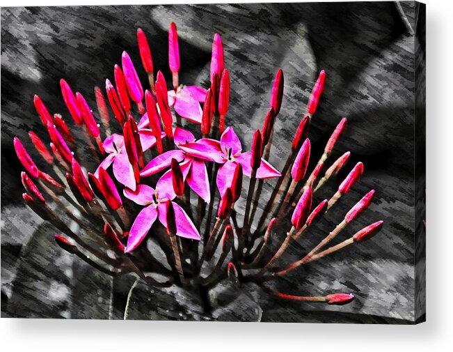Red Acrylic Print featuring the photograph Red Flowers by Bill Howard