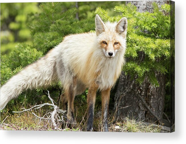 Fox Acrylic Print featuring the photograph Red Fox by Mark Harrington