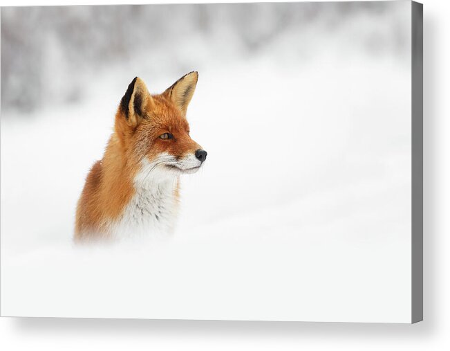 Fox Acrylic Print featuring the photograph Red Fox out of the Blue by Roeselien Raimond