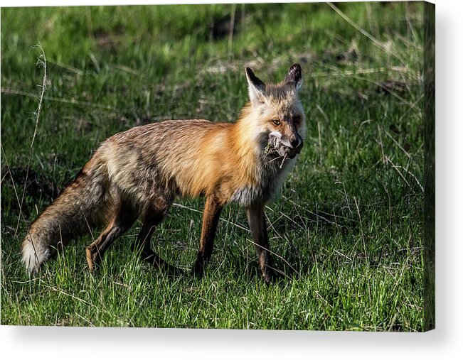 Fox Acrylic Print featuring the photograph Red Fox by Paul Freidlund