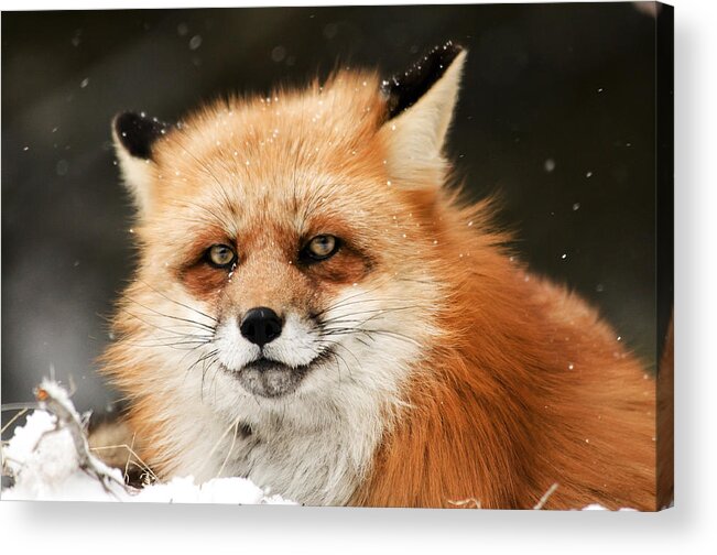 Fox Acrylic Print featuring the photograph Red Fox by Scott Read