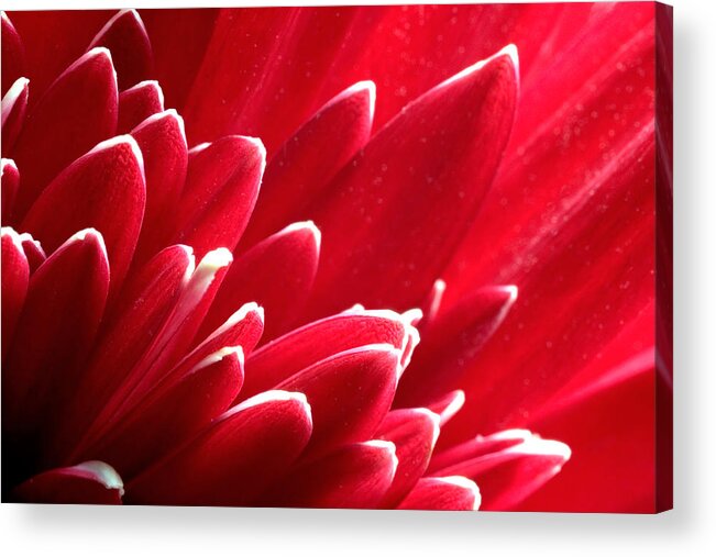 Red Gerbera Daisy Acrylic Print featuring the photograph Red Gerbera Daisy by Andrew Giovinazzo