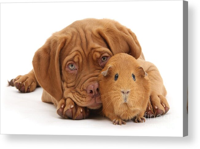 Guinea Pig Acrylic Print featuring the photograph Red Guinea pig and Dogue de Bordeaux by Warren Photographic