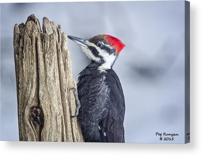 Woodpecker Acrylic Print featuring the photograph Red Head by Peg Runyan