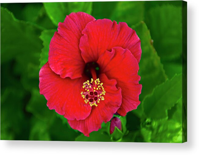 Art Acrylic Print featuring the photograph Red Hibiscus h11 by Mark Myhaver