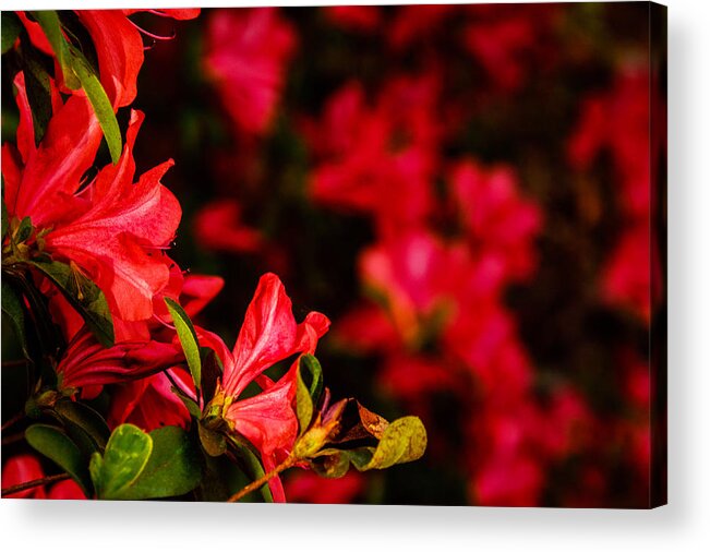 Red Acrylic Print featuring the photograph Red Hot and Crowded by John Harding