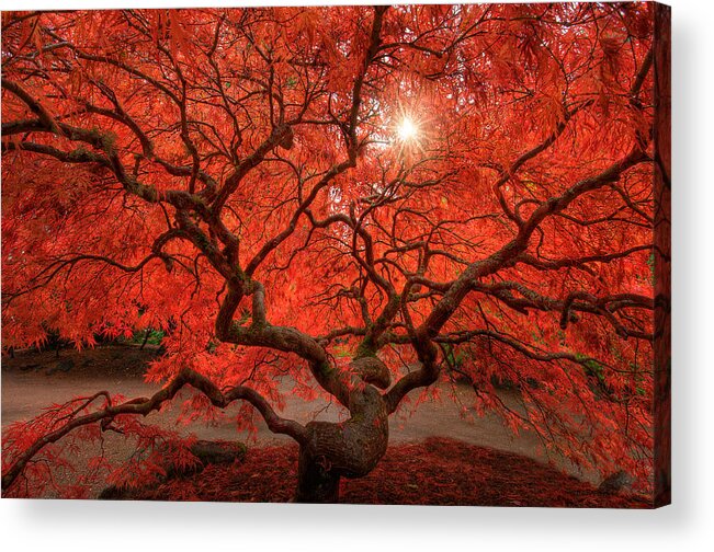 Fall Acrylic Print featuring the photograph Red Lace by Dan Mihai