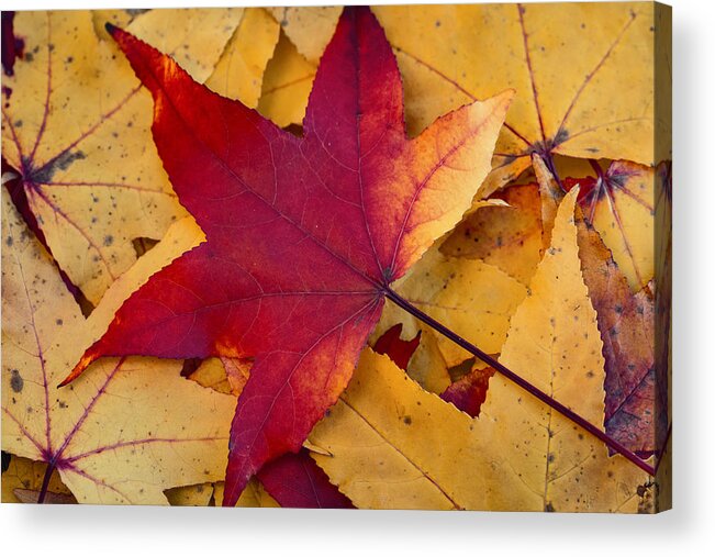 Leaf Acrylic Print featuring the photograph Red Leaf by Chevy Fleet