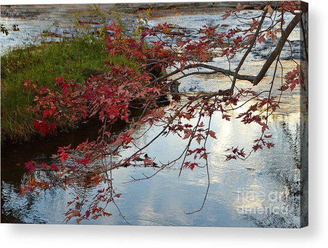 Falls Park Acrylic Print featuring the photograph Red Leaves in Falls Park Creek by Amy Lucid