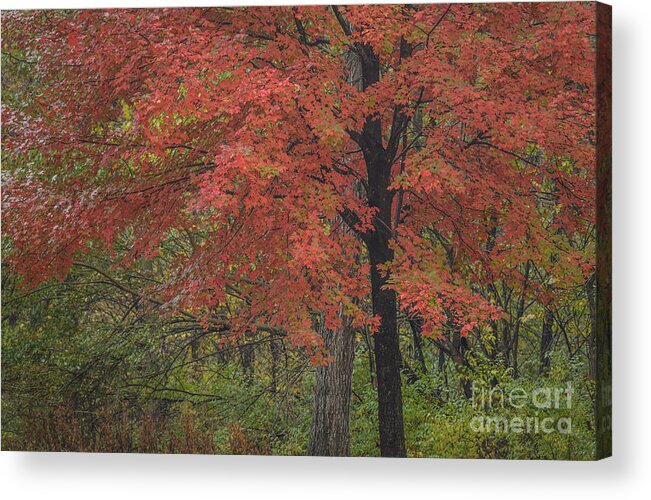 Red Maple Tree Acrylic Print featuring the photograph Red Maple Tree by Tamara Becker