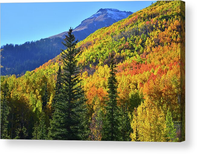 Colorado Acrylic Print featuring the photograph Red Mountain Pass Fall Color by Ray Mathis