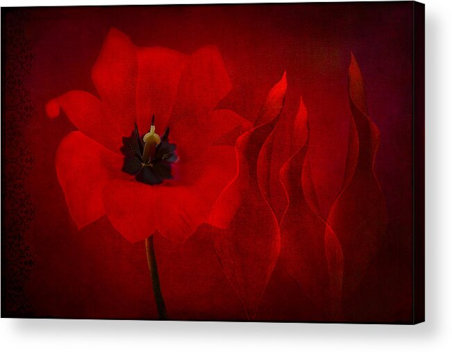 Red Tulip Acrylic Print featuring the photograph Red Musical by Marina Kojukhova