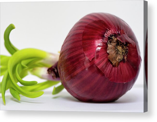 Red Onion Acrylic Print featuring the photograph Red onion by Karen Smale