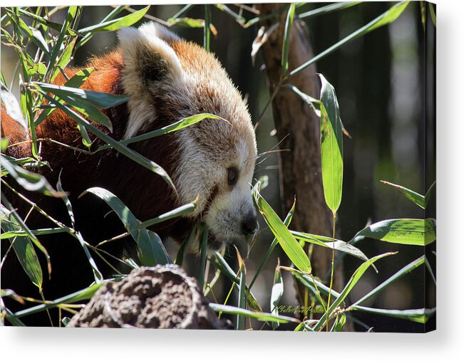 Panda Acrylic Print featuring the photograph Red Panda by ChelleAnne Paradis