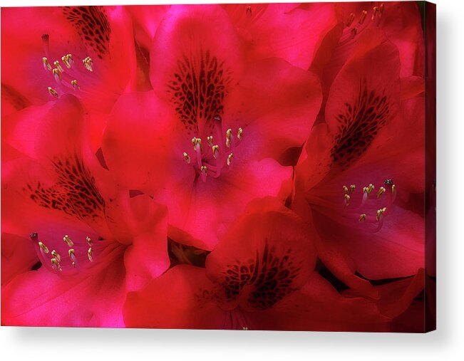 Flowers Acrylic Print featuring the photograph Red Petals by Mike Eingle