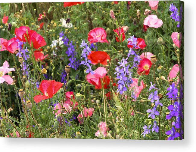 Red Poppies Acrylic Print featuring the photograph Red Poppies And Other Wildflowers by Dina Calvarese
