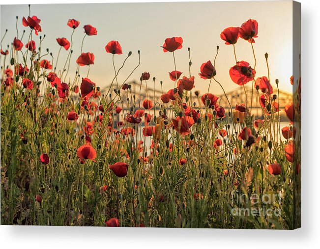Poppy Acrylic Print featuring the photograph Red poppy flowers and Natchez bridge by Patricia Hofmeester