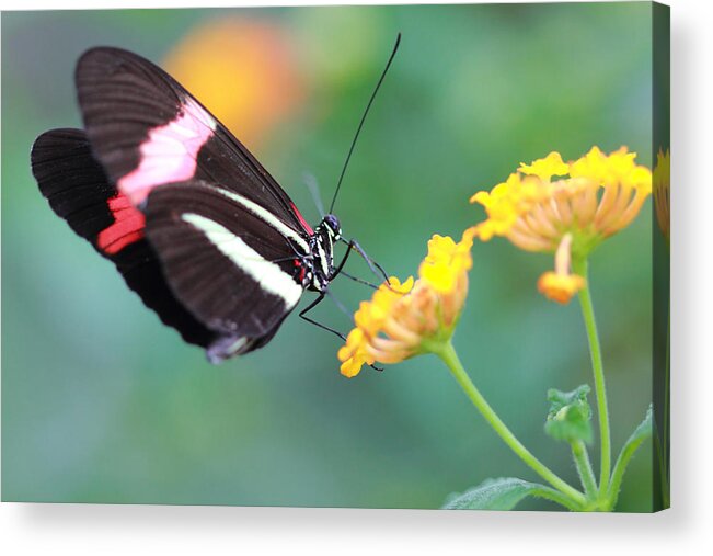 Red Postman Butterfly Acrylic Print featuring the photograph Red Postman on Yellow Flowers by Angela Murdock