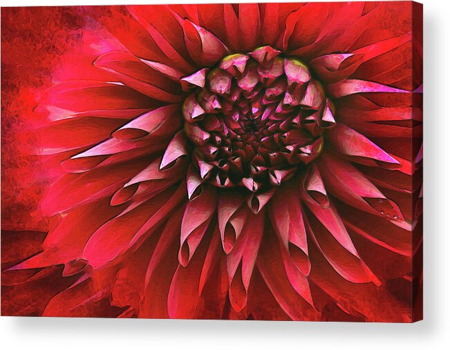 Dahlia Acrylic Print featuring the photograph Red Rebellion by Vanessa Thomas