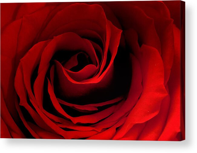 Red Acrylic Print featuring the photograph Red Rose 2 by Joni Eskridge