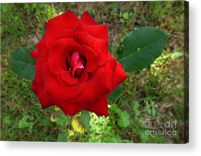 Ambiance Acrylic Print featuring the photograph Red Rose by Jean Bernard Roussilhe