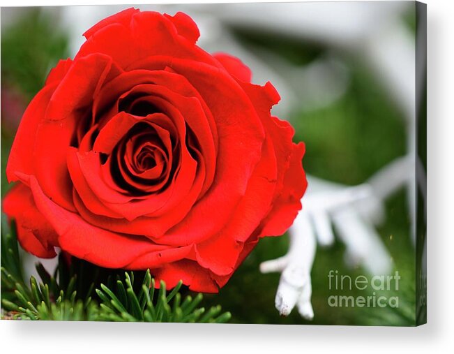 Roses Acrylic Print featuring the photograph Red Rosie by Cindy Manero